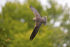 flying Laggar Falcon