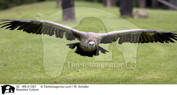 Bartgeier im Flug / Bearded Vulture / WS-01387