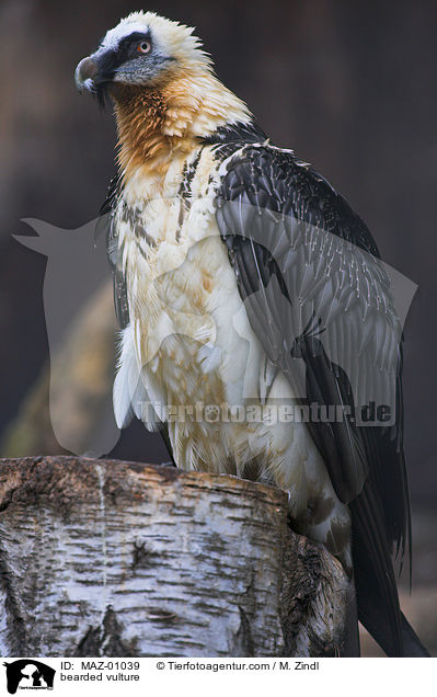 bearded vulture / MAZ-01039