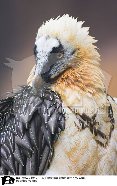 bearded vulture / MAZ-01040