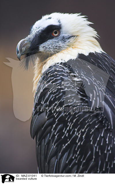 bearded vulture / MAZ-01041