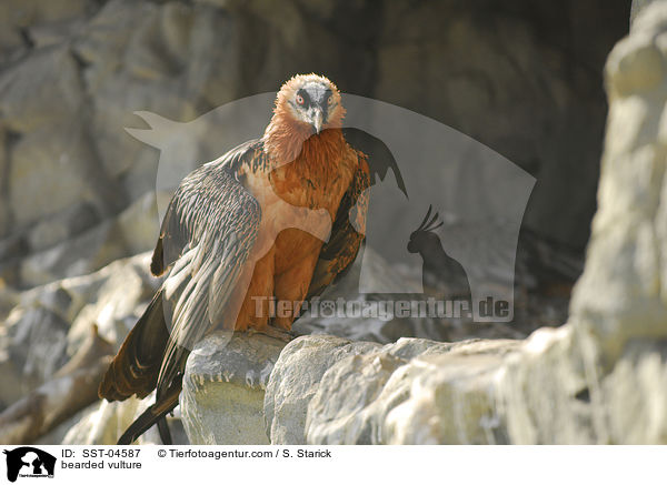 bearded vulture / SST-04587