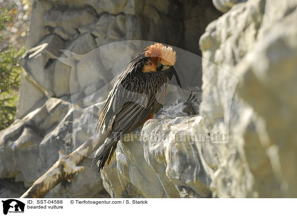 Bartgeier / bearded vulture / SST-04588