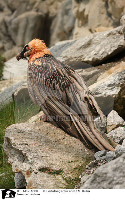Bartgeier / bearded vulture / MK-01860
