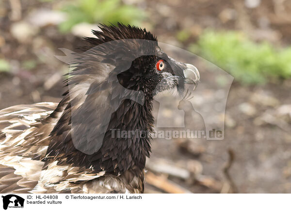 Bartgeier / bearded vulture / HL-04808