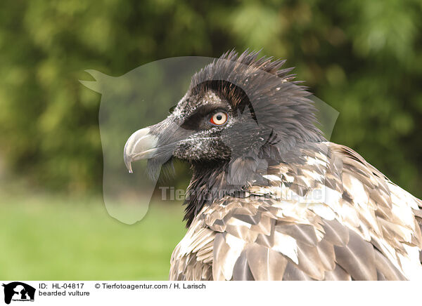 Bartgeier / bearded vulture / HL-04817