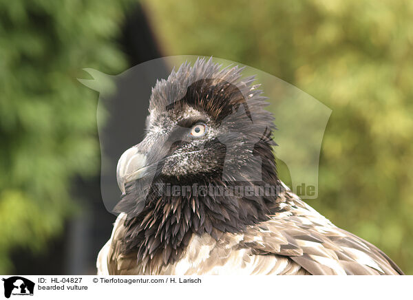 Bartgeier / bearded vulture / HL-04827