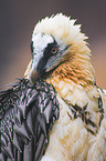 bearded vulture