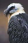 bearded vulture