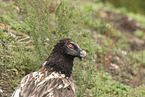 bearded vulture