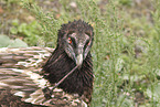 bearded vulture