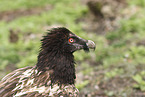 bearded vulture