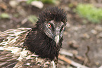 bearded vulture