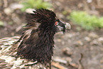 bearded vulture