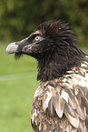 bearded vulture