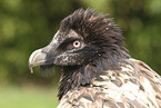 bearded vulture