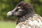 bearded vulture