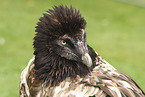 bearded vulture