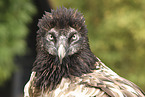 bearded vulture
