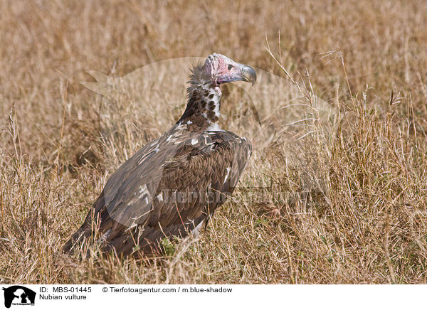 Ohrengeier / Nubian vulture / MBS-01445