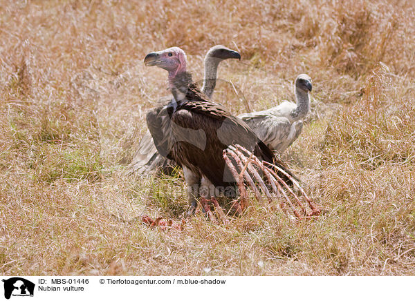 Ohrengeier / Nubian vulture / MBS-01446