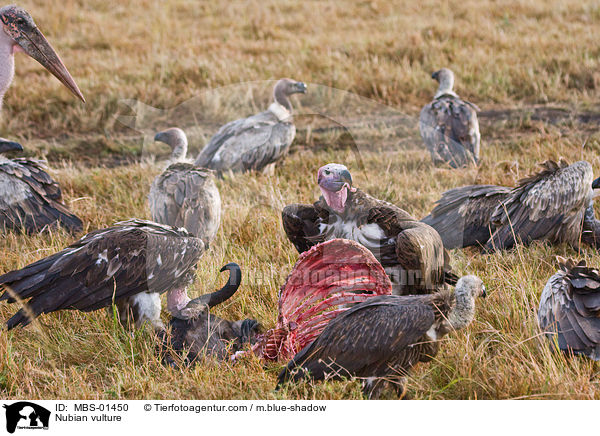 Ohrengeier / Nubian vulture / MBS-01450