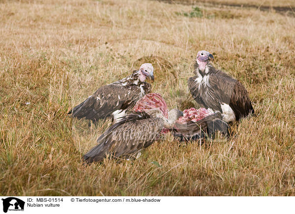 Ohrengeier / Nubian vulture / MBS-01514