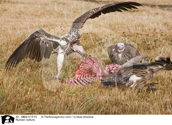 Ohrengeier / Nubian vulture / MBS-01515