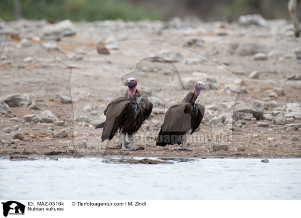 Nubian vultures / MAZ-03164