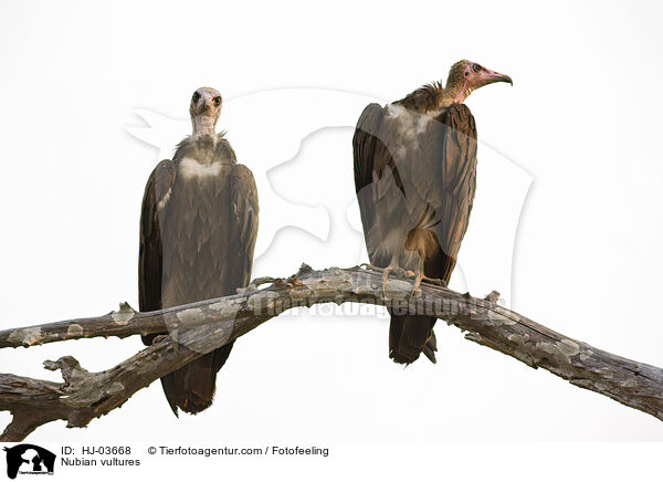 Nubian vultures / HJ-03668