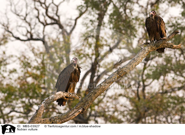 Nubian vulture / MBS-03927
