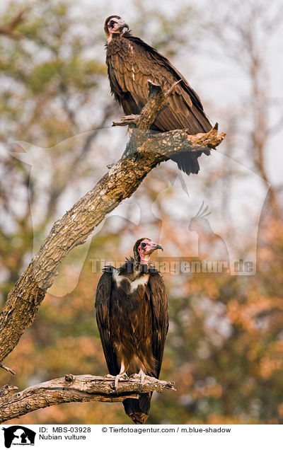Nubian vulture / MBS-03928