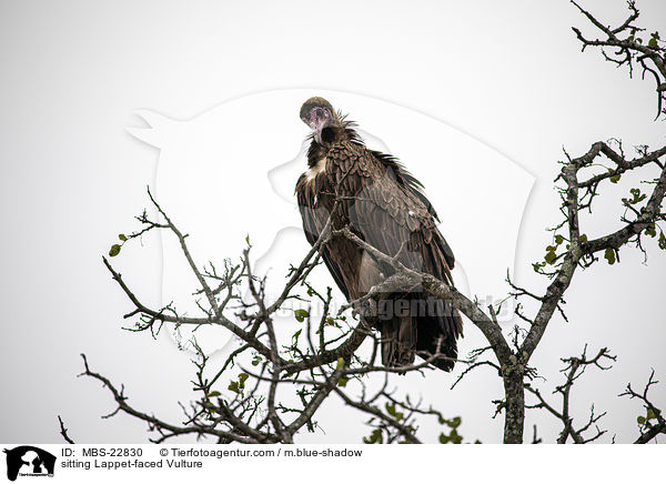 sitting Lappet-faced Vulture / MBS-22830