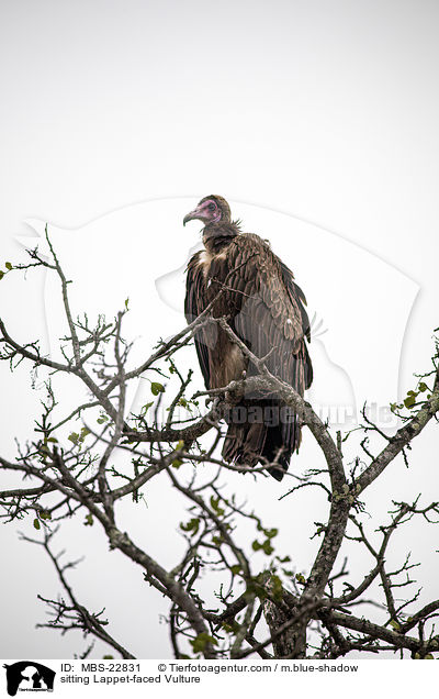 sitzender Ohrengeier / sitting Lappet-faced Vulture / MBS-22831