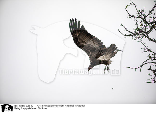 fliegender Ohrengeier / flying Lappet-faced Vulture / MBS-22832