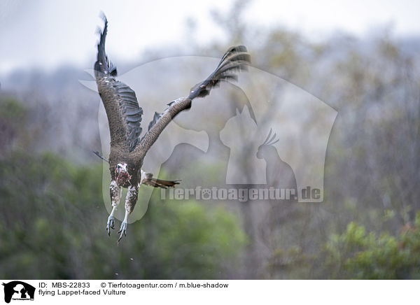 flying Lappet-faced Vulture / MBS-22833
