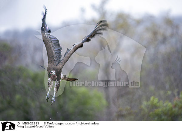 fliegender Ohrengeier / flying Lappet-faced Vulture / MBS-22833