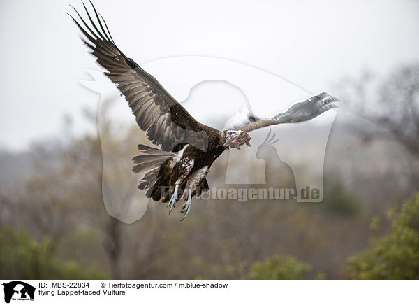 fliegender Ohrengeier / flying Lappet-faced Vulture / MBS-22834