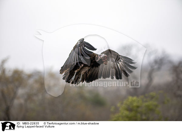 fliegender Ohrengeier / flying Lappet-faced Vulture / MBS-22835
