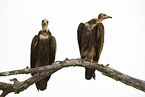 Nubian vultures