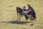 walking Lappet-faced Vulture