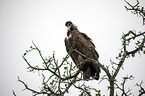 sitting Lappet-faced Vulture