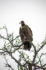 sitting Lappet-faced Vulture