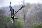 flying Lappet-faced Vulture