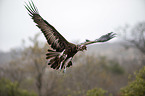 flying Lappet-faced Vulture