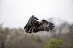 flying Lappet-faced Vulture