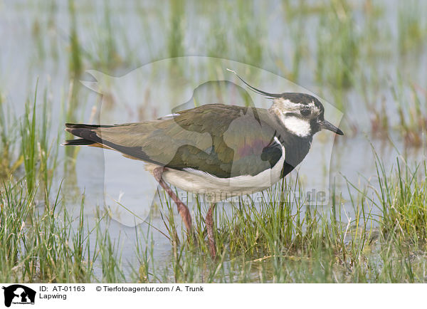 Kiebitz / Lapwing / AT-01163