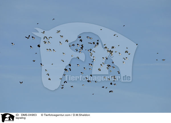 lapwing / DMS-04963