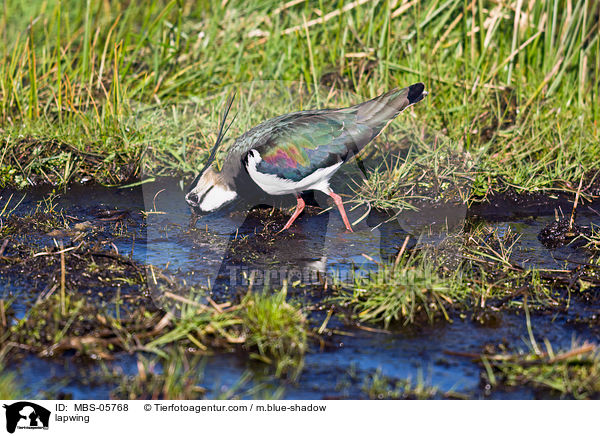 lapwing / MBS-05768