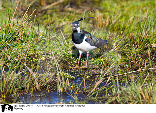 lapwing / MBS-05774